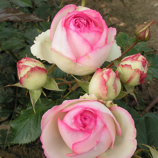 Eden Rose 88 - Pink Climbing Rose