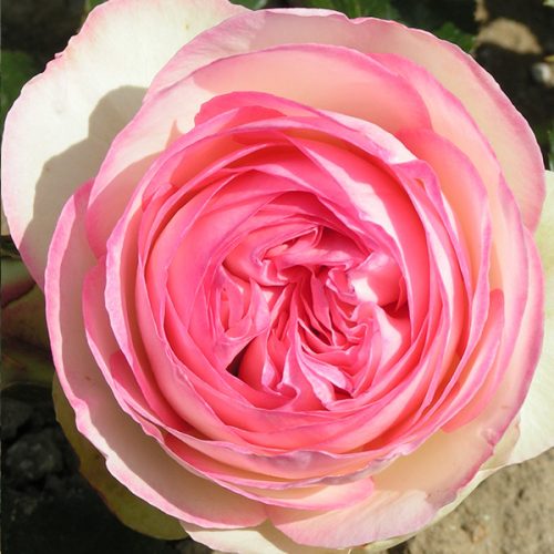 Eden Rose 88 is a pink Climbing Rose. Also called Pierre de Ronsard