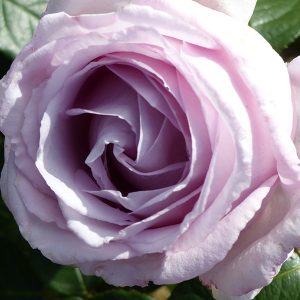Eleanor - Renaissance Rose