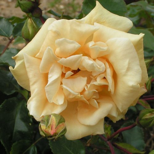 Emily Gray - Yellow Rambling Rose