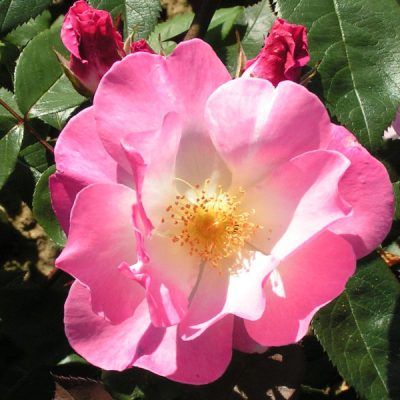 Hybrid Musk Roses |Trevor White Roses| Specialist Growers of Ancient Roses