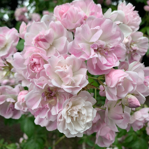 Ethel is a beautfiul vigourous rambling rose of white and pink flowers.