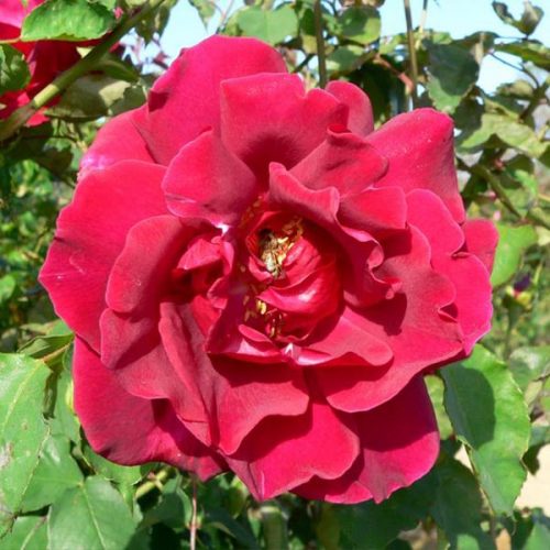 Etoile de Hollande - Red Climbing Rose