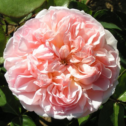 Evelyn - David Austin English Rose