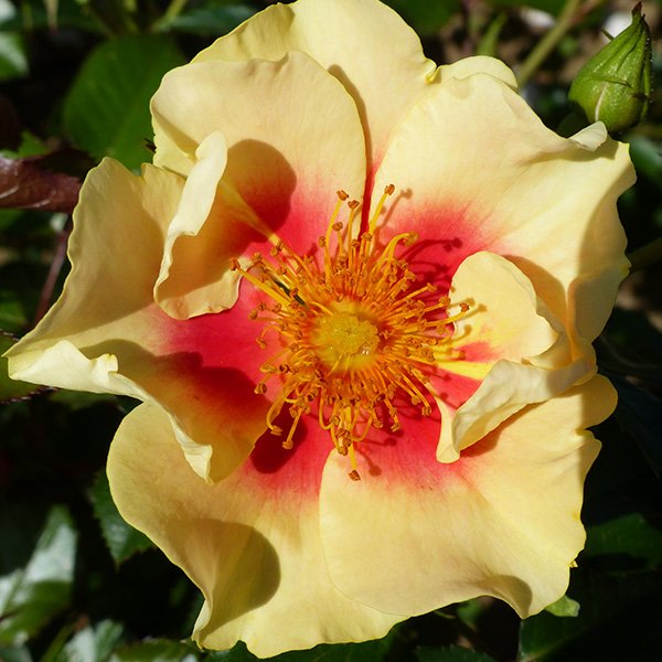 Eye of the Tiger - Persica Rose