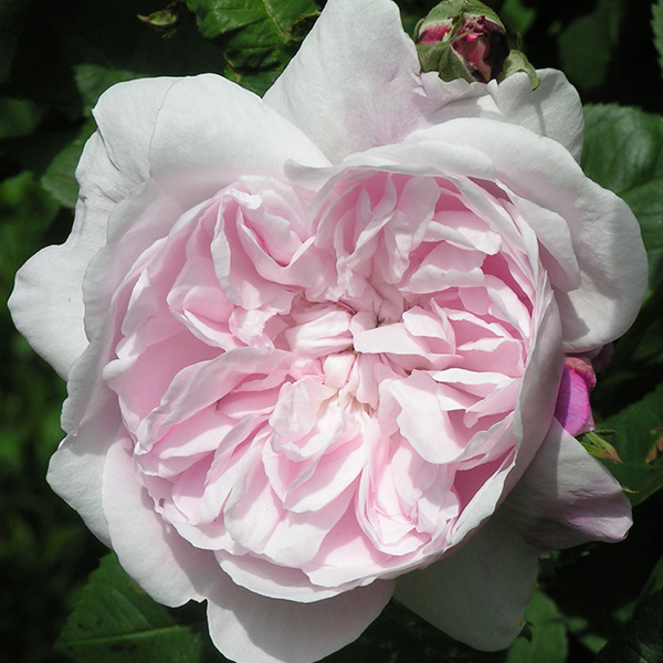 Fantin Latour - Pink Centifolia Rose