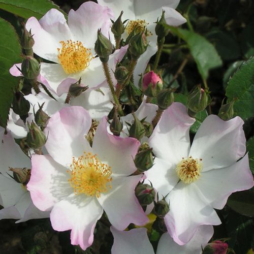 Francis E. Lester - Rambling Rose