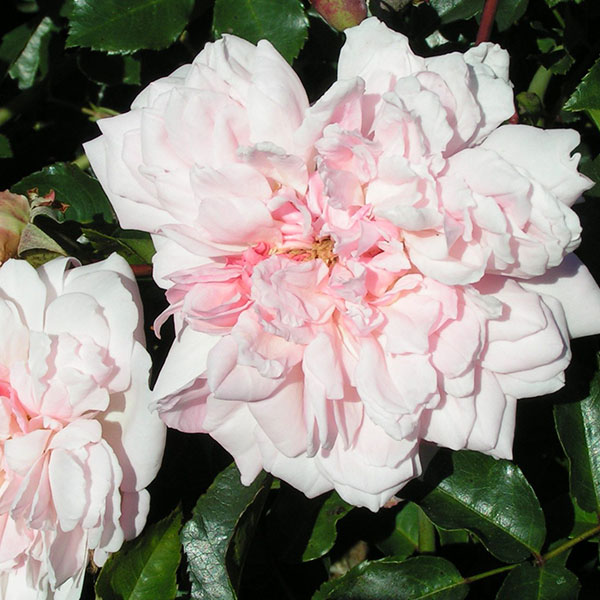 Francois Juranville - Pink Rambling Rose