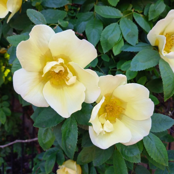 Brilliantly yellow shrub rose called Fruhlingsgold