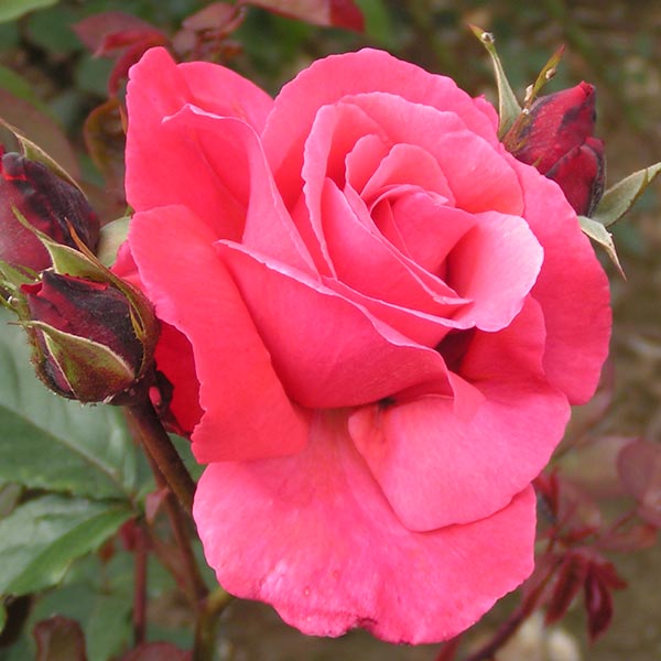 Galway Bay - Pink Climbing Rose
