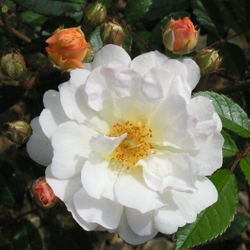 Light yellow semi double blooms with apricot buds.