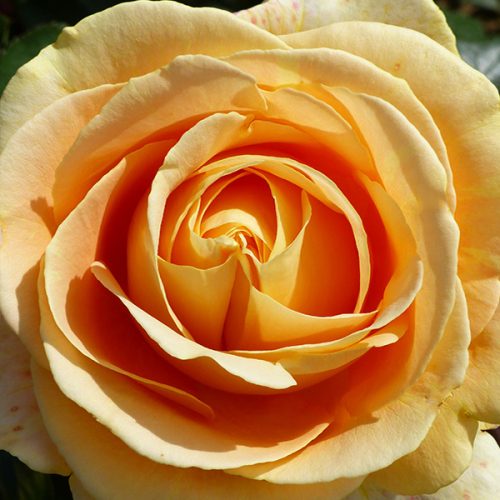 Global Beauty - Yellow Nostalgic Rose