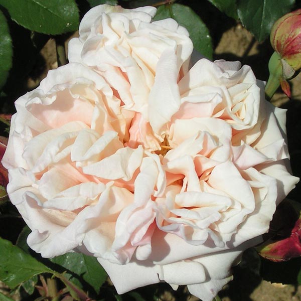 Gloire de Dijon - Climbing Rose