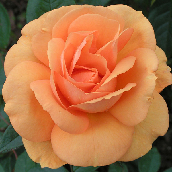 Golden Beauty - Orange Modern Bush Rose