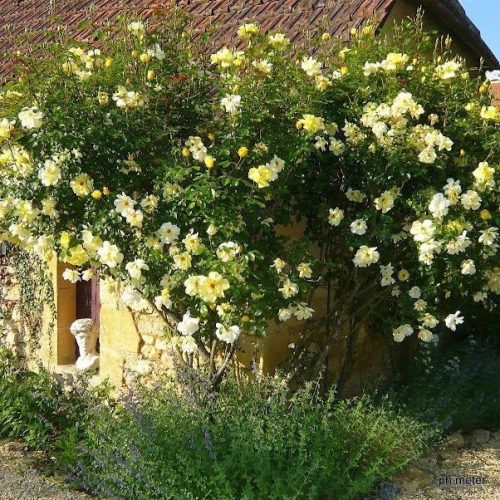 Golden Showers looks beautiful climbing against a wall.