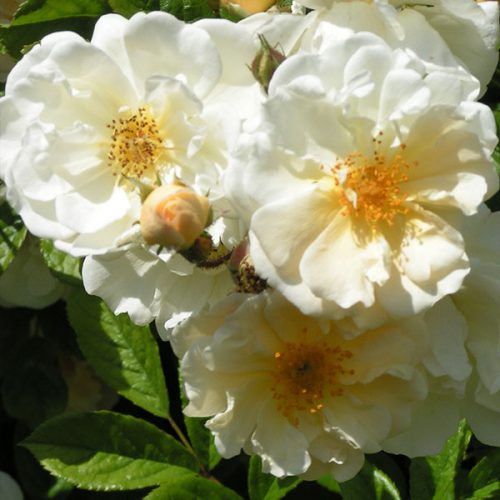 Goldfinch - Rambling Rose