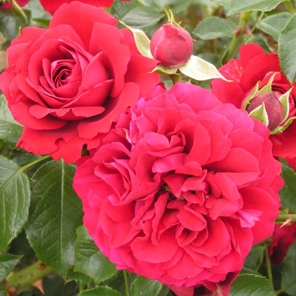 Grand Award - Red Climbing Rose