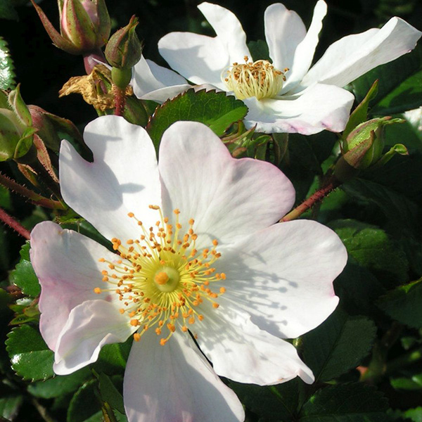 Grouse - Ground Cover Rose