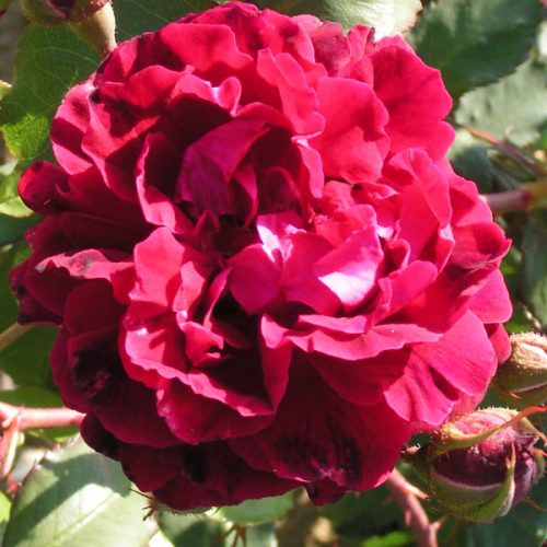 Gruss an Teplitz - Red China Rose