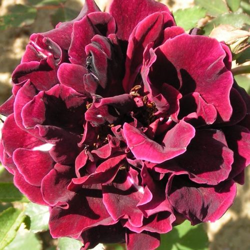 Guinee - Red Climbing Rose