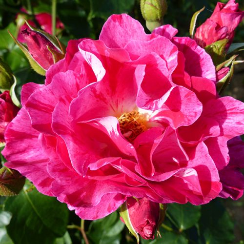 Guy Savoy - Striped Delbard Rose