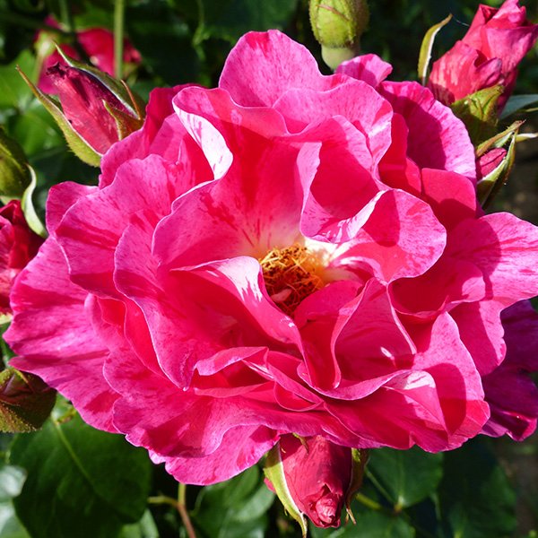 Guy Savoy - Striped Delbard Rose