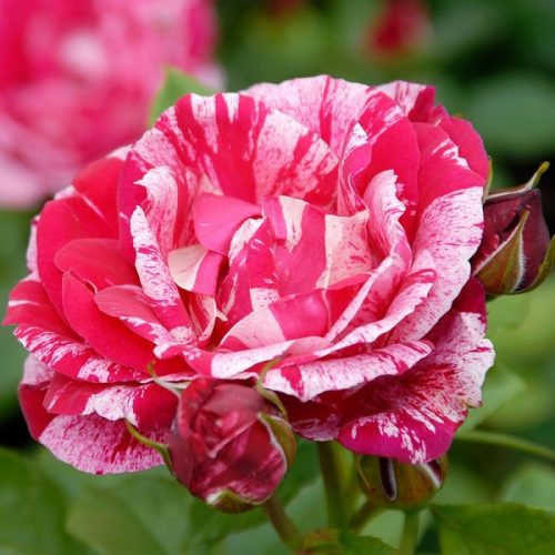 Henri Matisee is a striped pink and white rose by Delbard