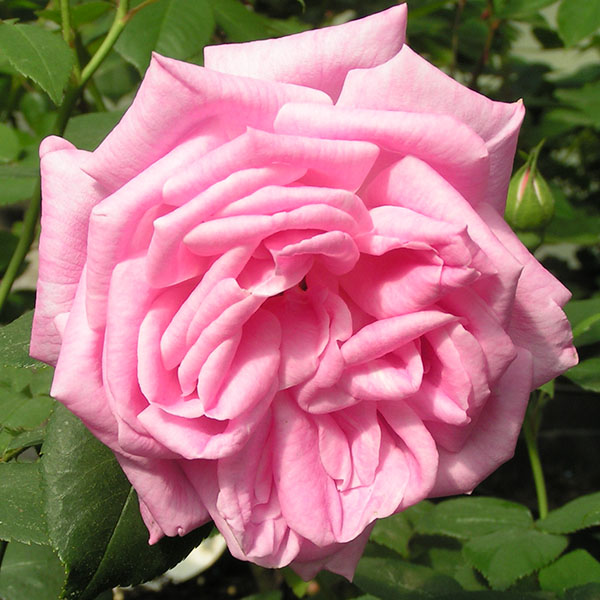 Hermosa - Pink China Rose