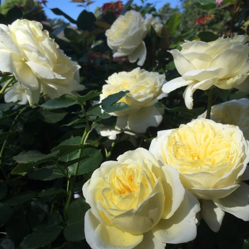 Mary - Yellow Renaissance Rose