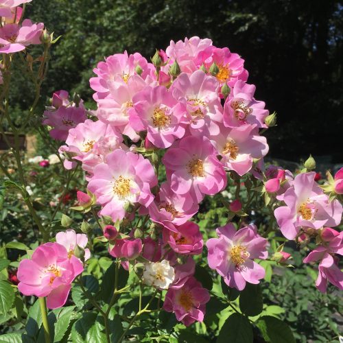 Blush Rambler - Pink Rambling Rose