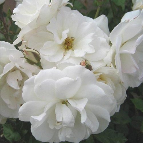 Iceberg - White Climbing Rose