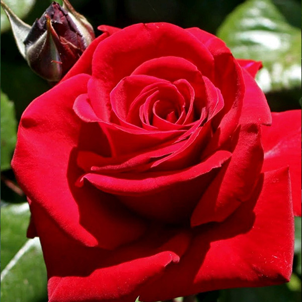 Ingrid Bergman - Red Bush Rose