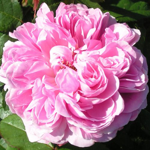 Jacques Cartier - Pink Damask Rose