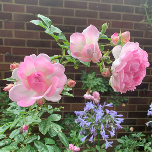Jasmina Rose is a healthy pink climbing rose.