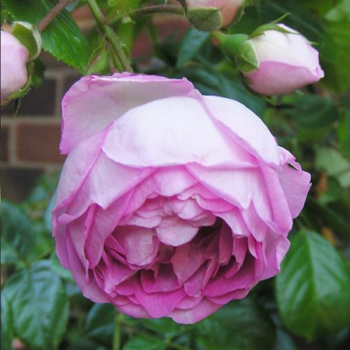 Jasmina - Pink Climbing Rose