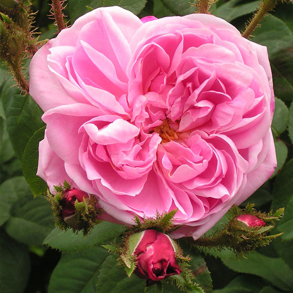Jeanne de Montfort - Pink Moss Rose
