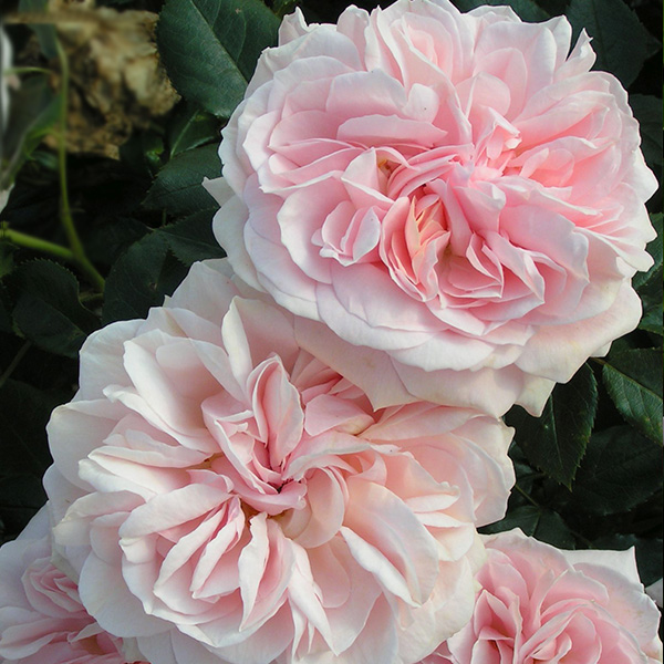 Joie de Vivre - Pink Bush Rose