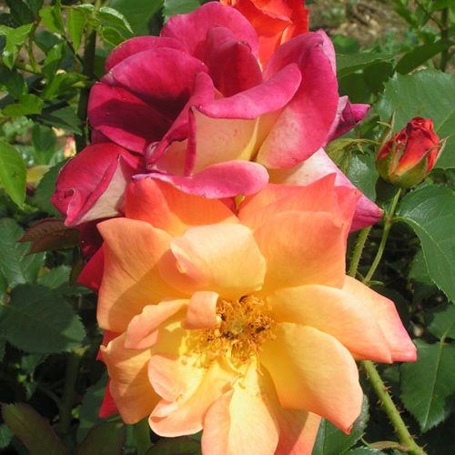 Joseph's Coat - Climbing Rose