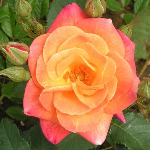 Joseph's Coat - Climbing Rose