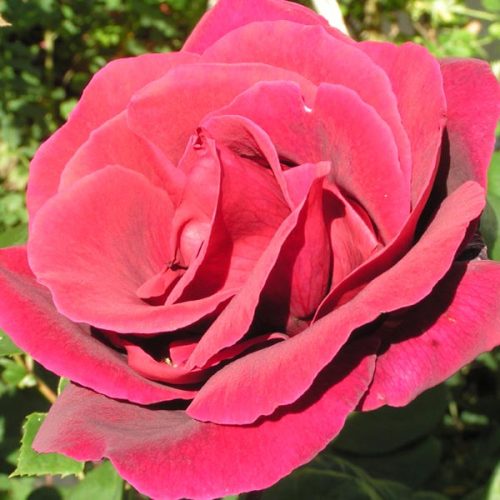 Josephine Bruce - Red Climbing Rose