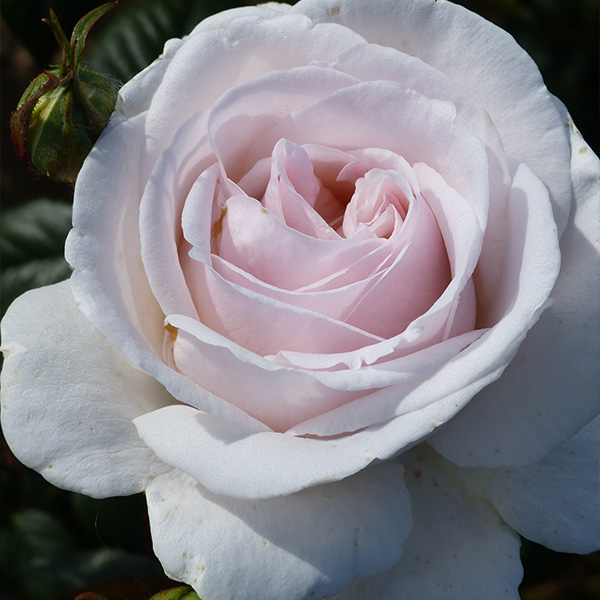 Julia - Pink Renaissance Rose