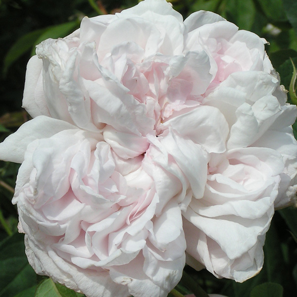 Juno - Pink Alba Rose
