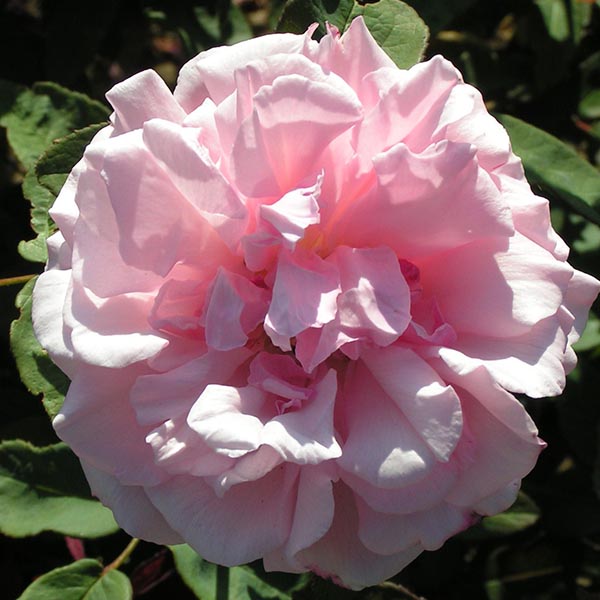 Kathleen Harrop - Pink Climbing Rose