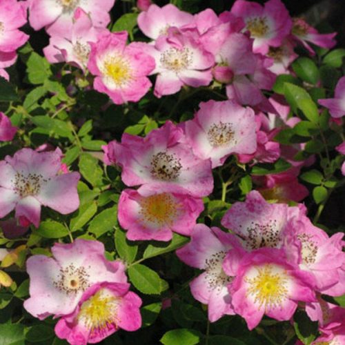 Kew Rambler - Rambling Rose
