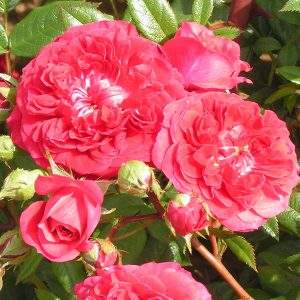 Kisses of Fire - Red Rambling Rose