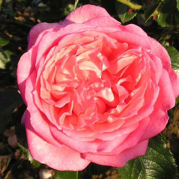 La Rose de Molinard - Pink Delbard Rose