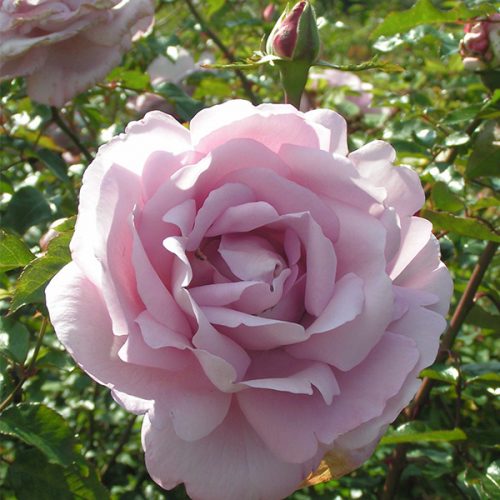 La Rose Du Petit Prince - Pink Delbard Rose