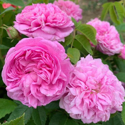 La Ville de Bruxelle is a pink damask rose with superb musky scent.