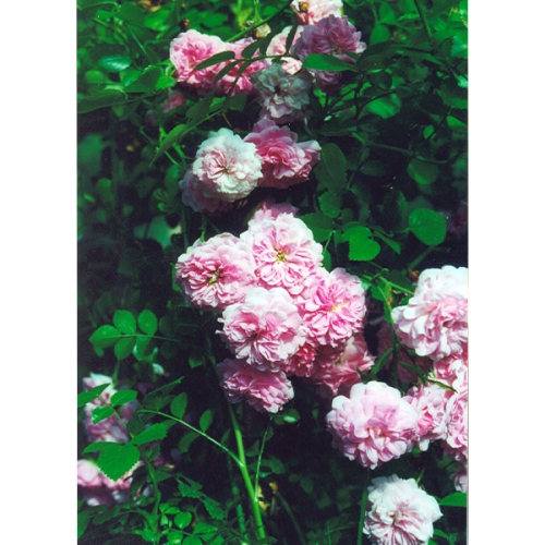 Lady Gay - Pink Rambling Rose