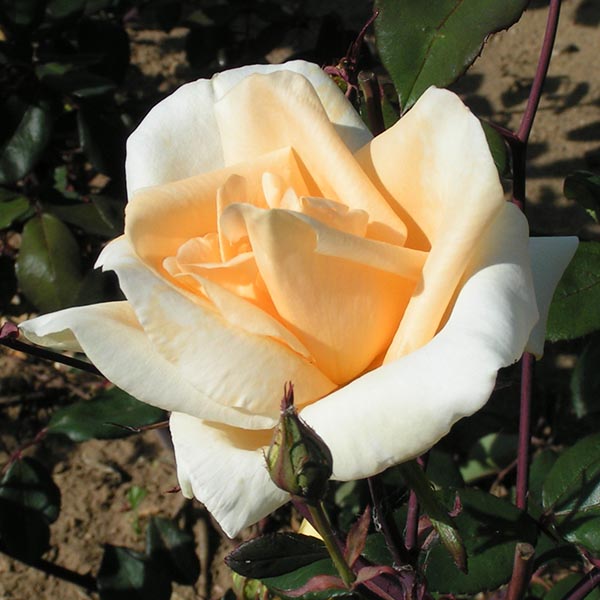 Lady Hillingdon - Yellow Climbing Rose